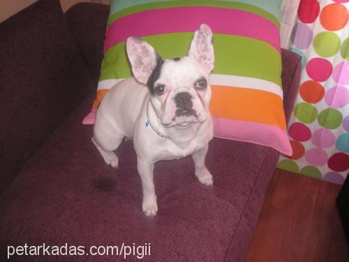 piglet Dişi Fransız Bulldog