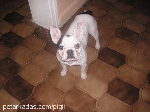 piglet Dişi Fransız Bulldog