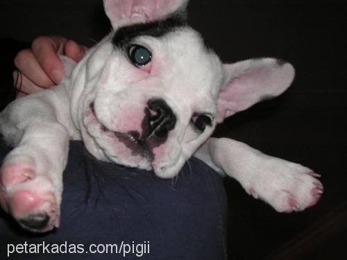 piglet Dişi Fransız Bulldog