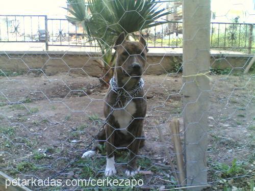 dark Dişi Amerikan Pitbull Terrier