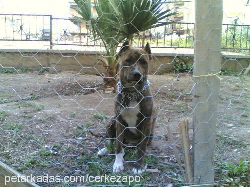 dark Dişi Amerikan Pitbull Terrier