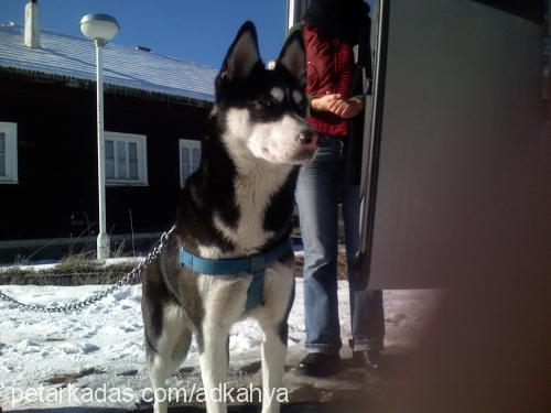 lucy Dişi Sibirya Kurdu (Husky)