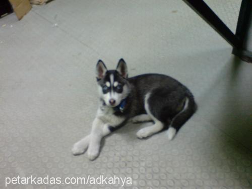 lucy Dişi Sibirya Kurdu (Husky)