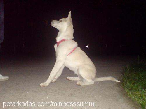 ice Erkek Alaskan Malamute