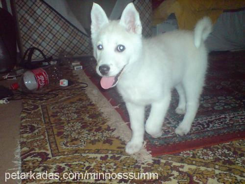 ice Erkek Alaskan Malamute