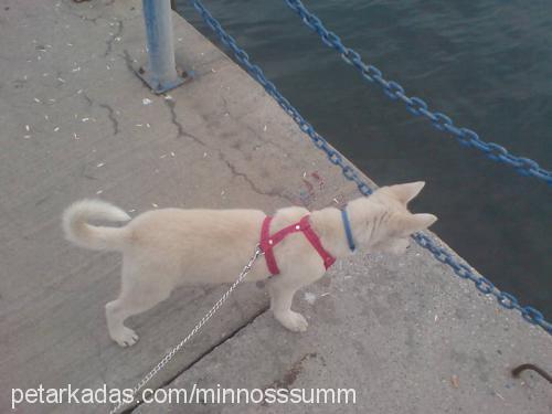 ice Erkek Alaskan Malamute