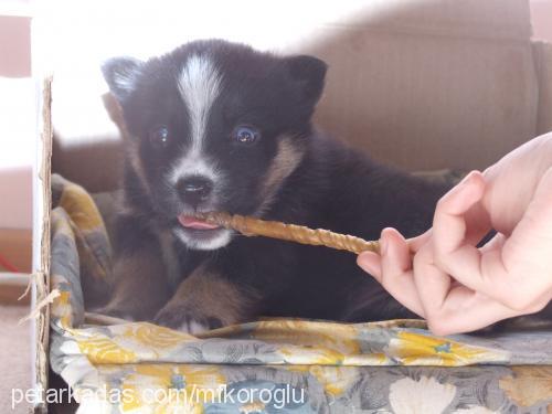 roxy Dişi Sibirya Kurdu (Husky)