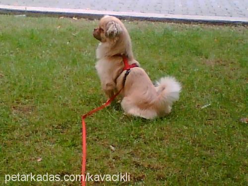 tarçın Erkek Tibetli Spaniel