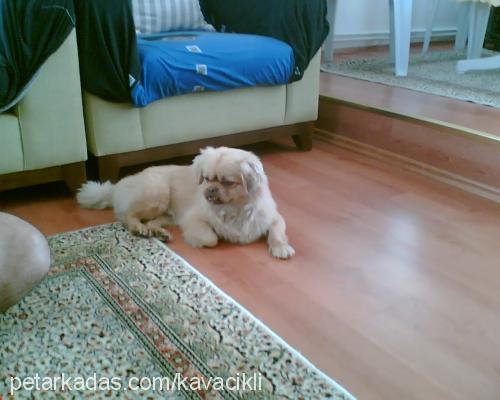 tarçın Erkek Tibetli Spaniel