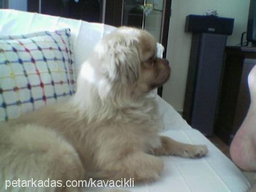 tarçın Erkek Tibetli Spaniel