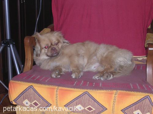 tarçın Erkek Tibetli Spaniel