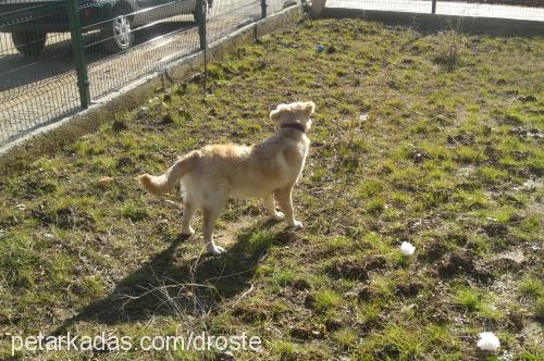 berduş Erkek Golden Retriever