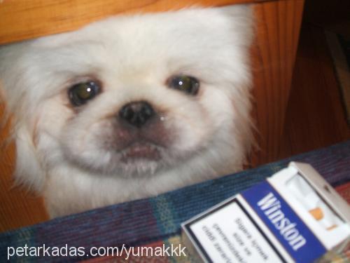 yumak Erkek Pekingese