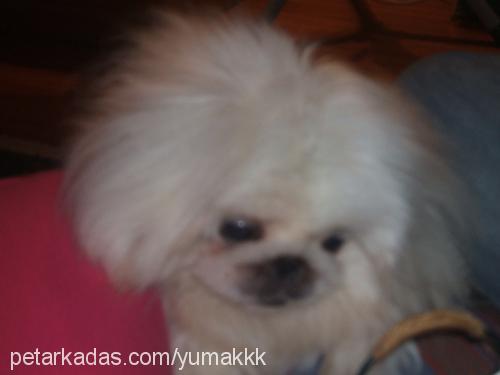 yumak Erkek Pekingese