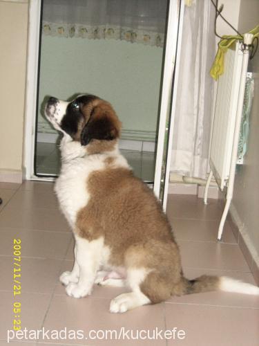 efe Erkek St. Bernard (Saint Bernard)