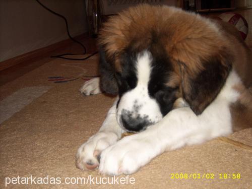 efe Erkek St. Bernard (Saint Bernard)