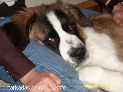 efe Erkek St. Bernard (Saint Bernard)