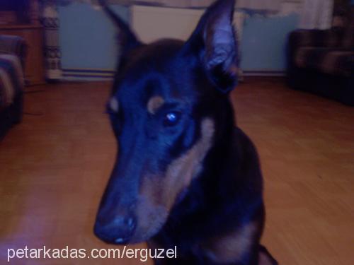 efe Erkek Doberman Pinscher