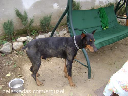 efe Erkek Doberman Pinscher