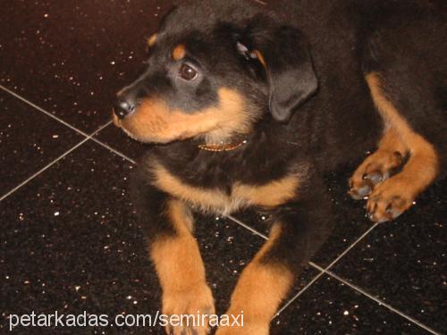 axi Dişi Rottweiler