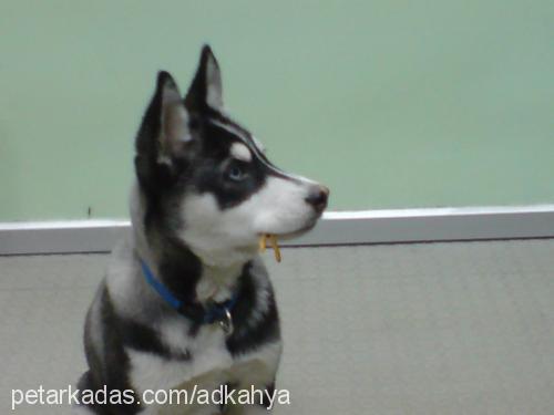 lucy Dişi Sibirya Kurdu (Husky)