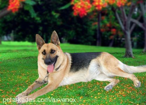 lady Dişi Alman Çoban Köpeği