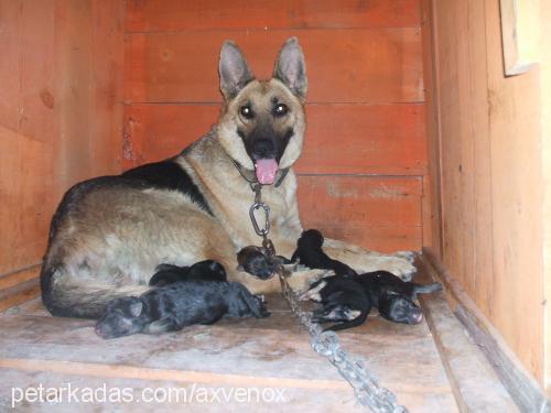 lady Dişi Alman Çoban Köpeği