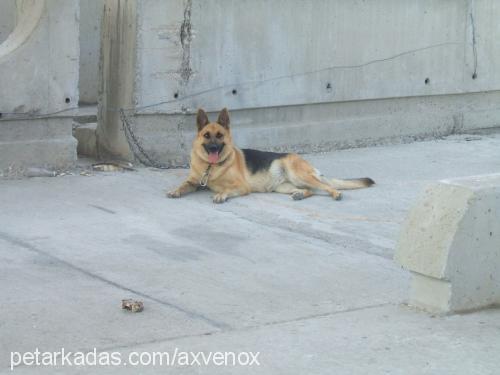 lady Dişi Alman Çoban Köpeği