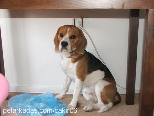 paşa Erkek Beagle