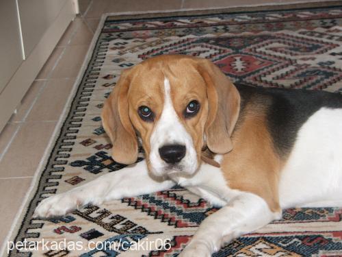 paşa Erkek Beagle