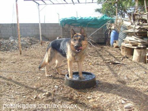 leo Erkek Alman Çoban Köpeği