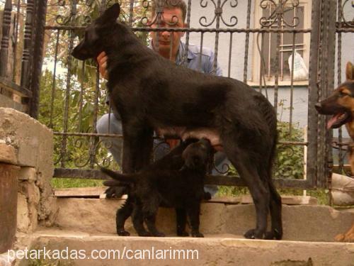 melek Dişi Belçika Groenendael