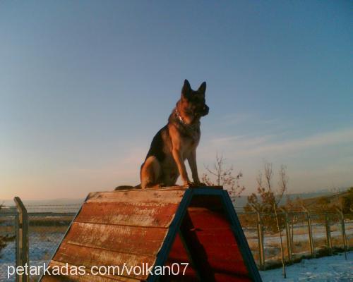 taz Erkek Alman Çoban Köpeği