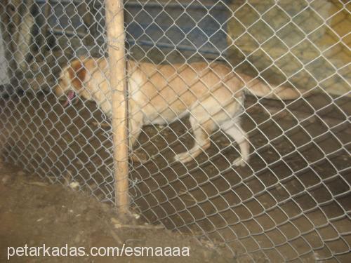 alımlı Dişi Labrador Retriever