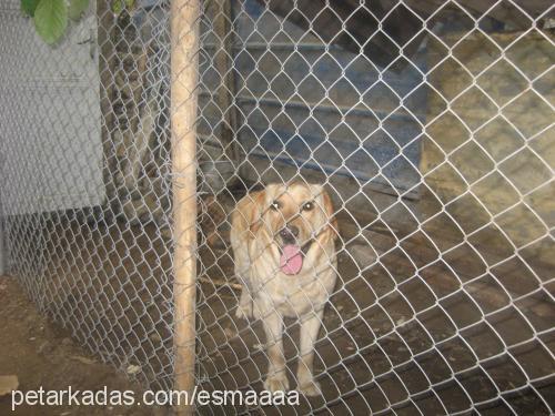 alımlı Dişi Labrador Retriever