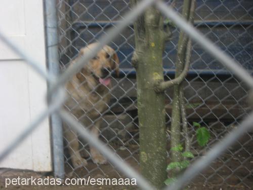 alımlı Dişi Labrador Retriever