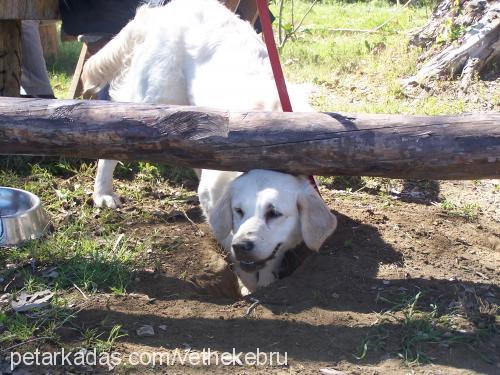 mişha Dişi Golden Retriever