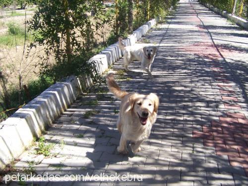 mişha Dişi Golden Retriever