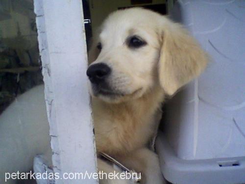 mişha Dişi Golden Retriever