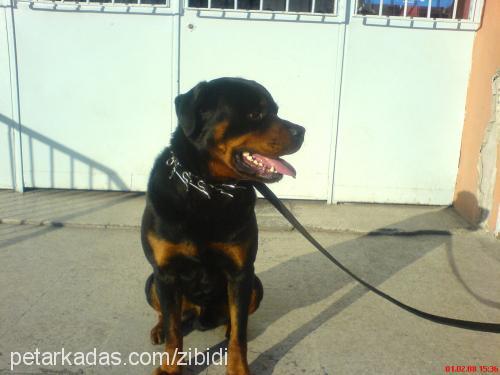 alex Erkek Rottweiler