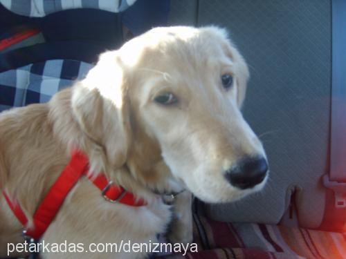 maya Dişi Golden Retriever