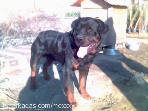 mex Erkek Rottweiler