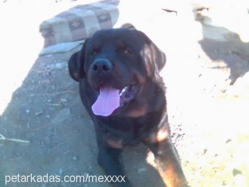 mex Erkek Rottweiler