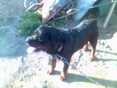 mex Erkek Rottweiler