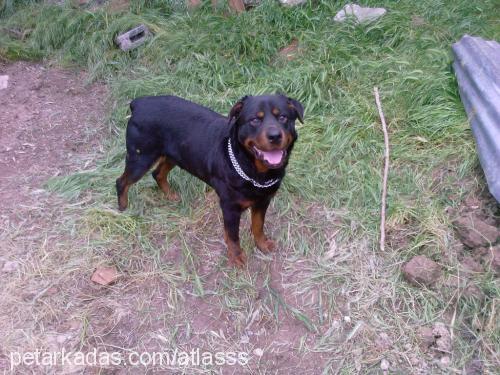 atlas Erkek Rottweiler