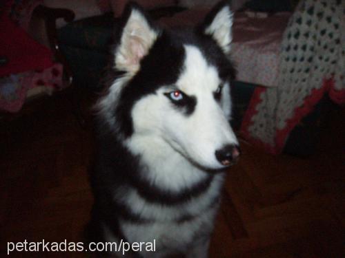 agatha Dişi Sibirya Kurdu (Husky)