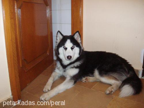 agatha Dişi Sibirya Kurdu (Husky)