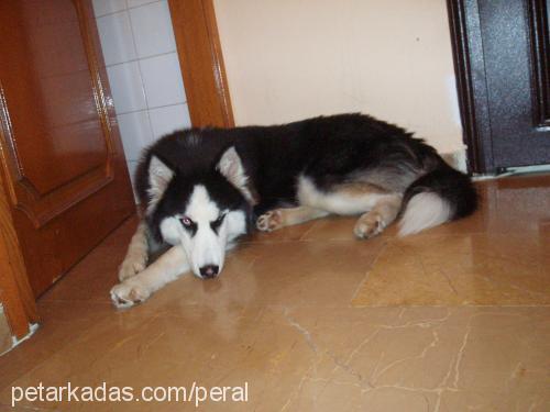 agatha Dişi Sibirya Kurdu (Husky)