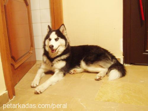 agatha Dişi Sibirya Kurdu (Husky)