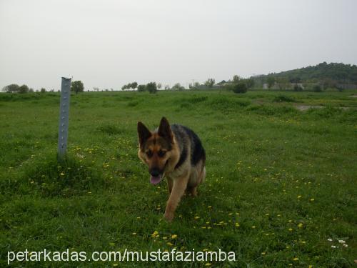 janet Dişi Alman Çoban Köpeği